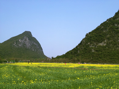 桂林油菜花